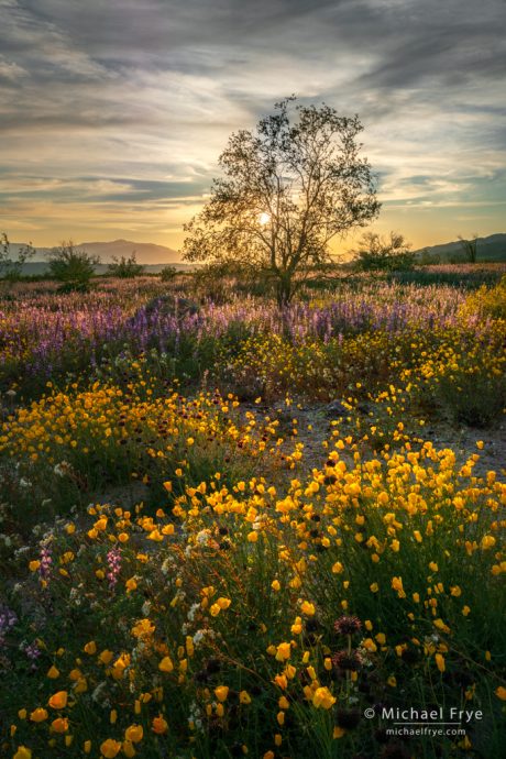 Desert in bloom at sunset, Joshua Tree NP, CA, USA