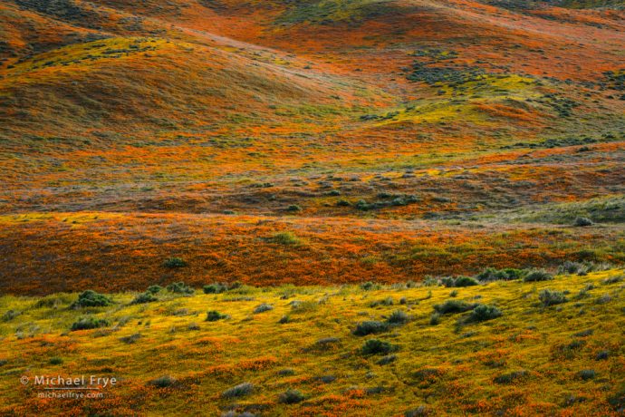 Hills covered in poppies and goldfields, Antelope Valley, CA, USA