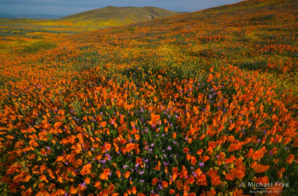 Patterns, Focal Points, and Flowers