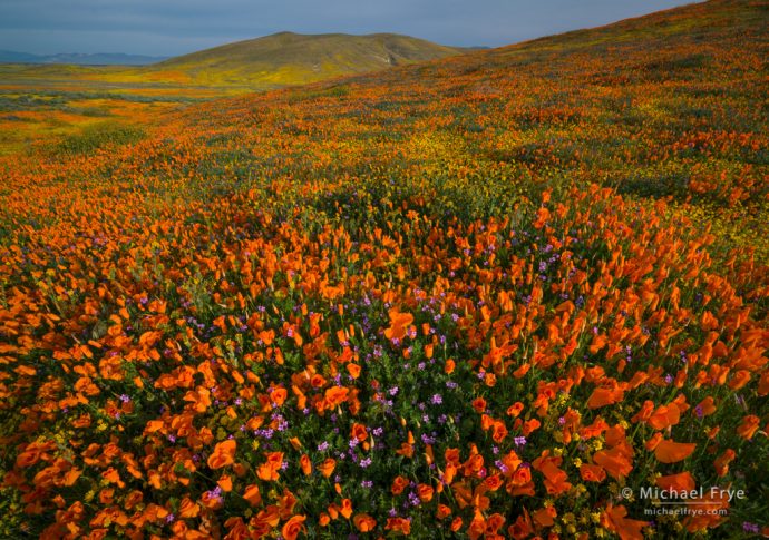 Poppies, goldfields, and gilia, Antelope Valley, CA, USA