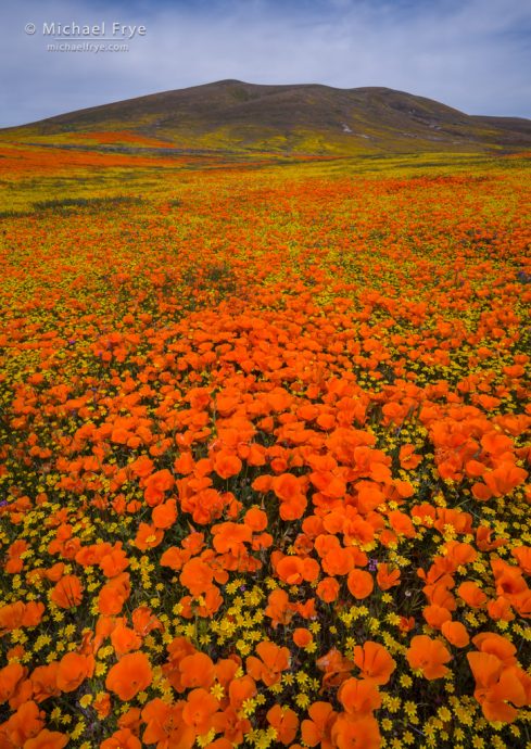 Poppies and goldfields, Antelope Valley, CA, USA