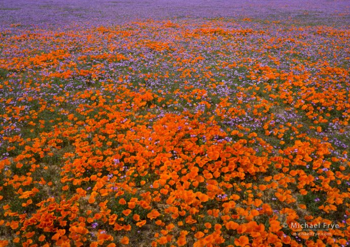 Poppies and gilia, Antelope Valley, CA, USA