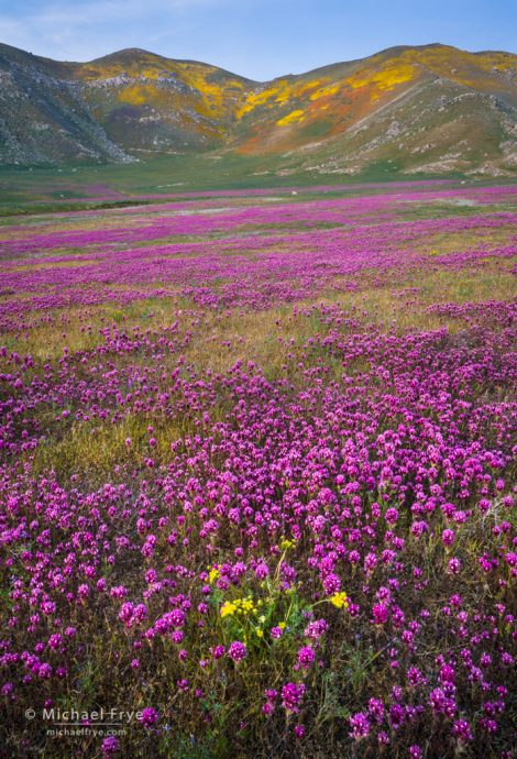 Poppies, goldfileds, owl's clover, and spring gold, southern Sierra Nevada, CA, USA