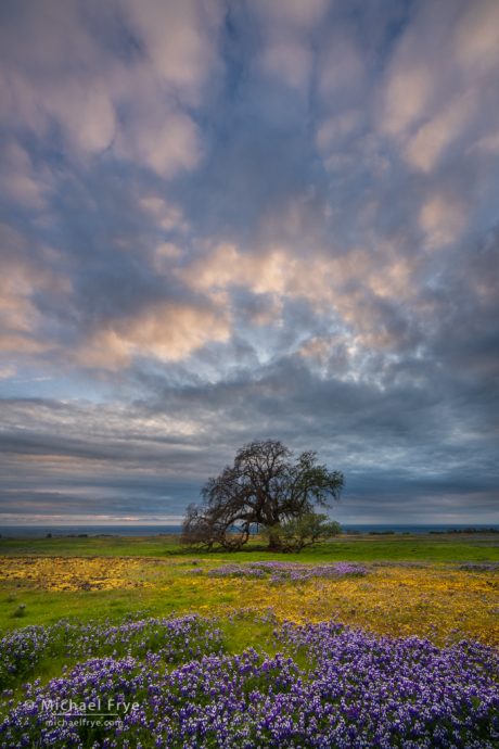 Lupines, goldfields, and a lone oak at sunset, Table Mountain, CA, USA