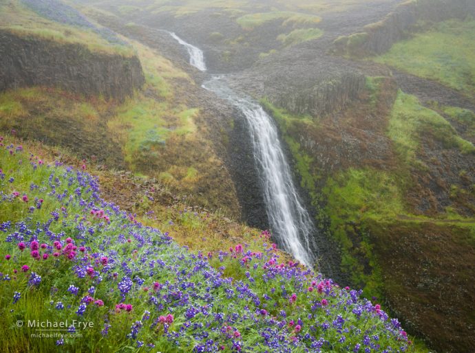 Waterfall and wildflowers in the fog, Table Mountain, CA, USA