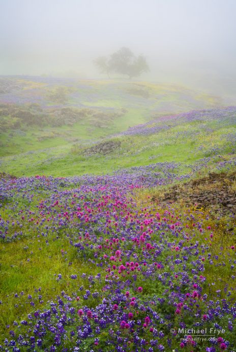Wildflowers and oaks in the fog, Table Mountain, CA, USA
