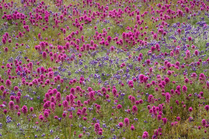 Owl's clover and lupines, Table Mountain, CA, USA