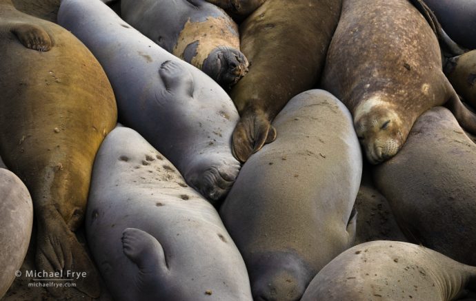 Northern elephant seals near San Simeon, CA, USA