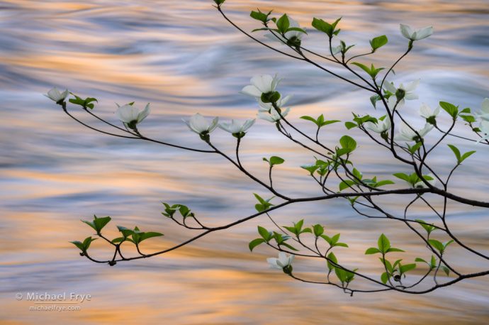 Dogwood and golden reflections, Yosemite NP, CA, USA