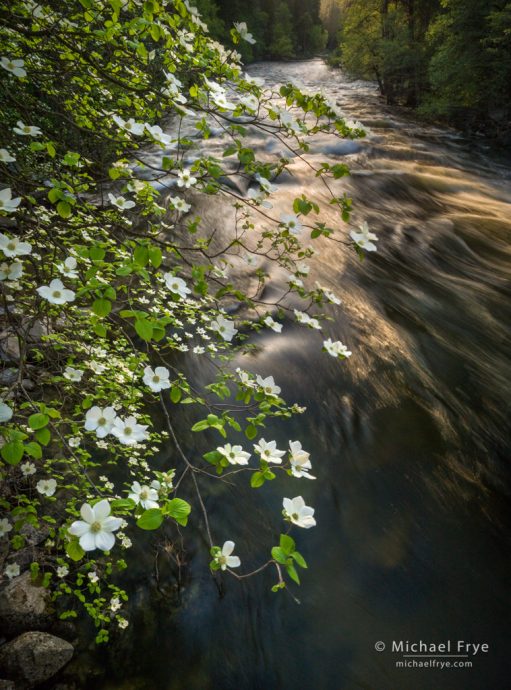 Dogwood and late-afternoon light along the Merced River, Yosemite NP, CA, USA