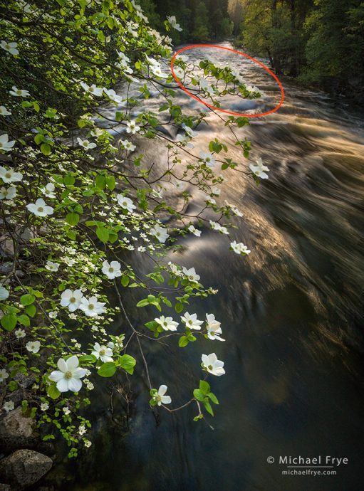When choosing the camera position my biggest concern was the clump of flowers circled in red