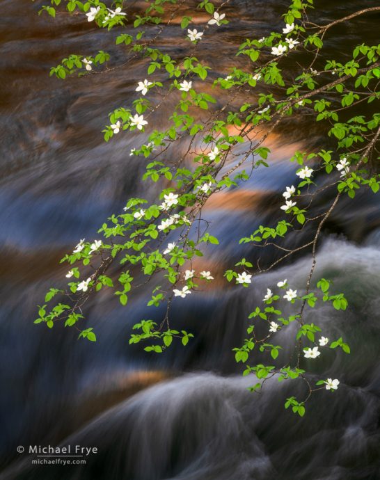 Dogwood, rapids, and reflections, Yosemite NP, CA, USA