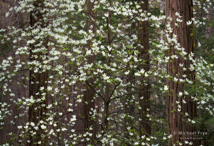 Dogwood and cedars, Yosemite NP, CA, USA