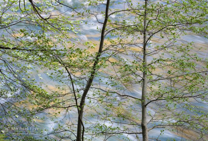 Alders and dogwood above the Merced River, Yosemite NP, CA, USA