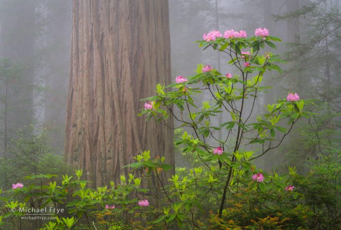 Redwood and rhododendron in the fog, northern California, USA