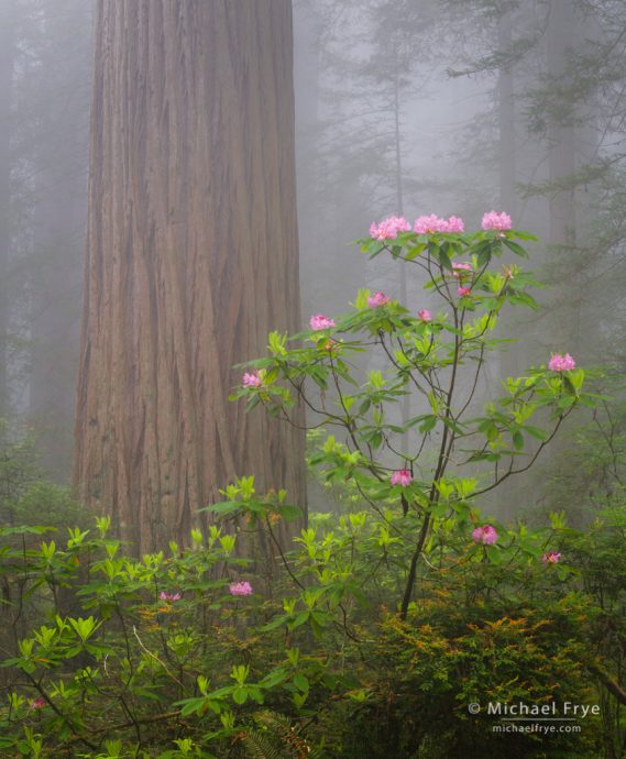 Redwood and rhododendron in the fog, northern California, USA