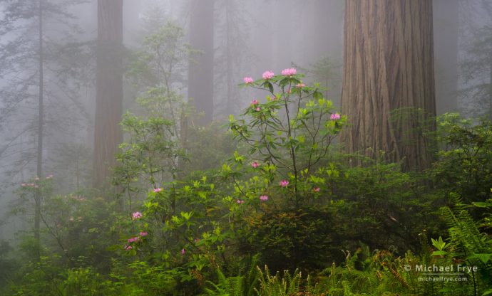 Redwoods, rhododendrons, and fog, northern California, USA