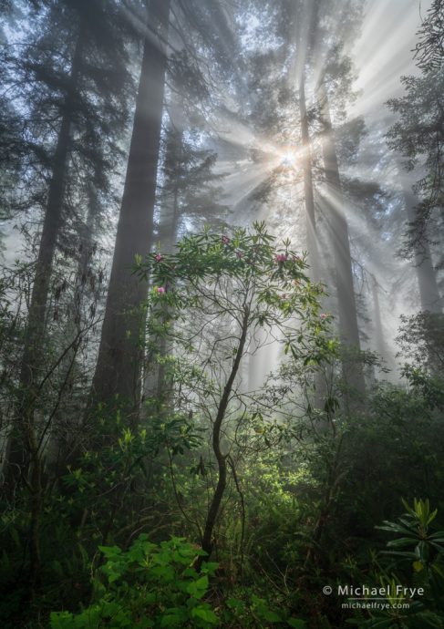 Redwoods, rhododendron, and sunbeams, northern California, USA