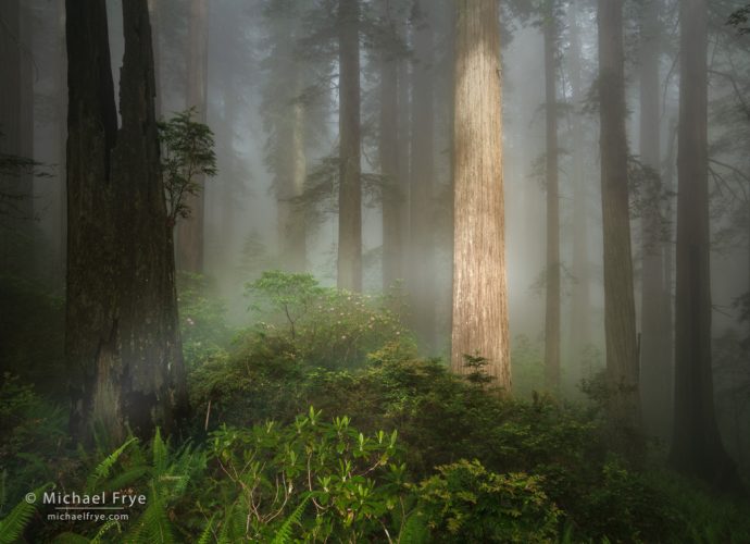 Fogbow in a redwood forest, northern California, USA