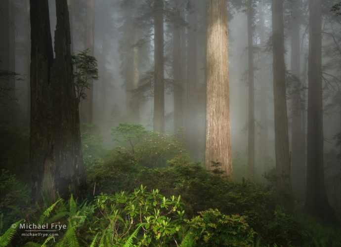 Fogbow in a redwood forest, northern California, USA