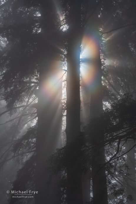 Redwoods with sunbeams and a corona, northern California, USA