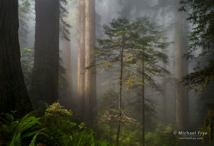"Twins" - sun breaking through fog in a redwood forest, northern California, USA
