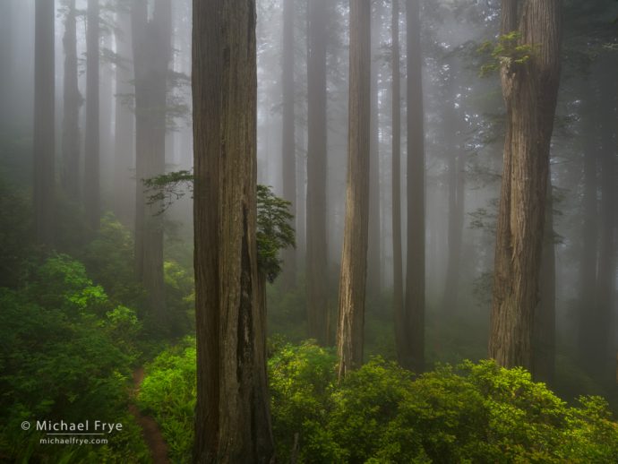 Trail through a redwood forest in the fog, northern California, USA