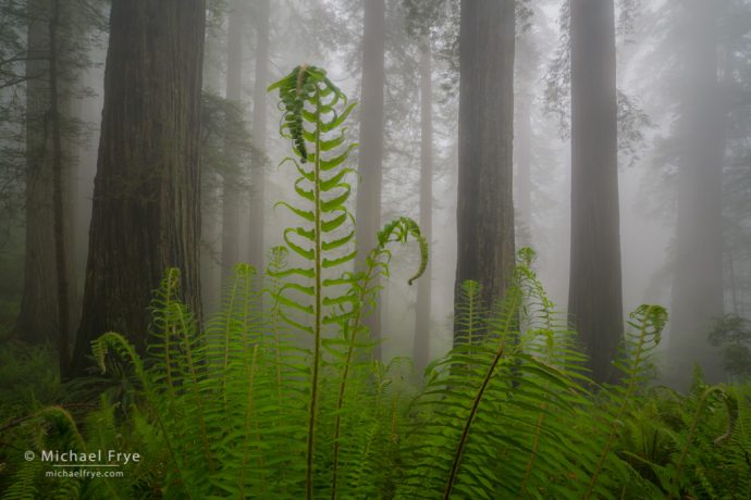 Ferns and redwoods in the fog, northern California, USA