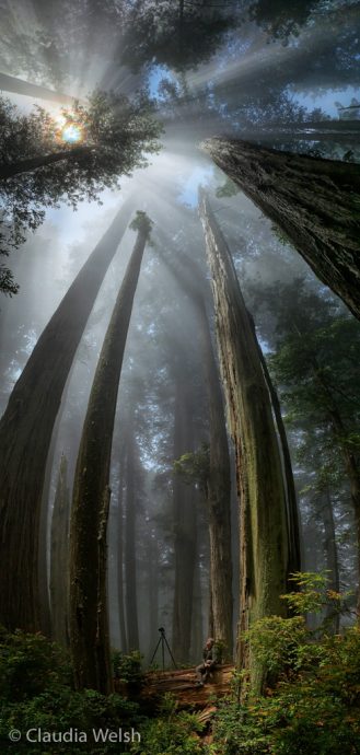 Claudia's vertical panorama of me resting on a redwood log