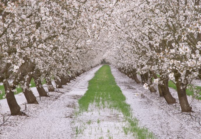 Orchard, San Joaquin Valley, CA, USA