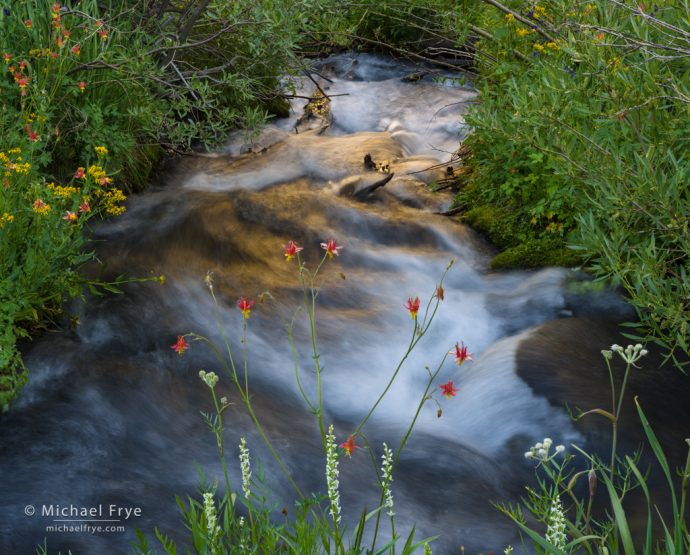 Creek, flowers, and reflections, Inyo NF, CA, USA