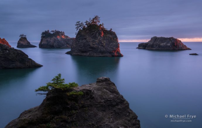 Spruce-covered sea stacks at sunset, Oregon coast, USA