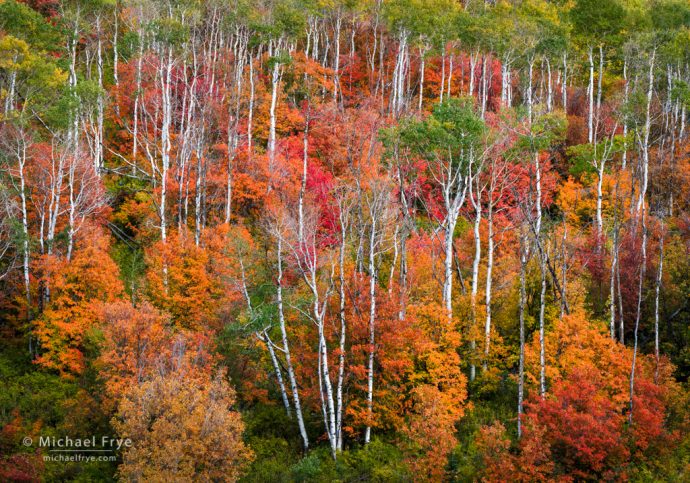 Aspens and maples, northern Utah, USA