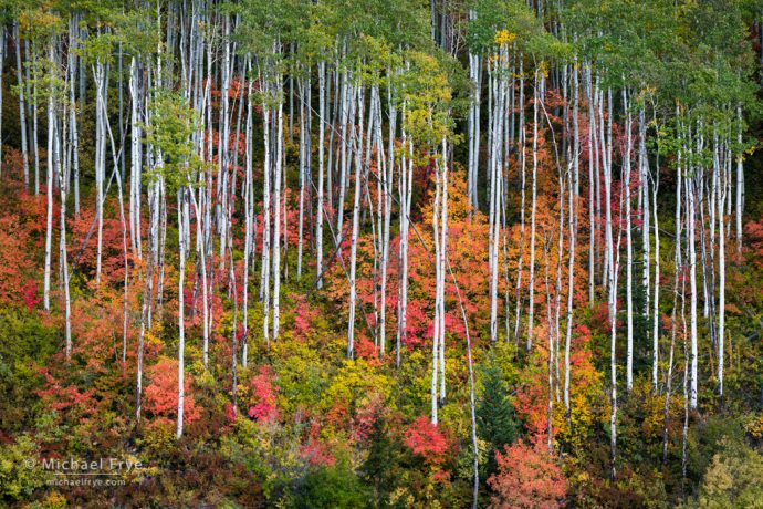 Aspens and maples, northern Utah, USA