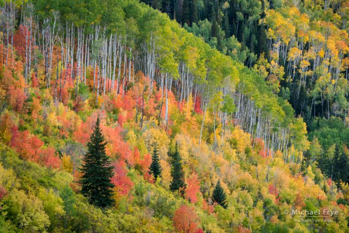 Autumn kaleidoscope, northern Utah, USA