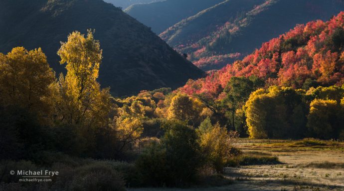 Maples and cottonwoods, Wasatch Mountains, UT, USA