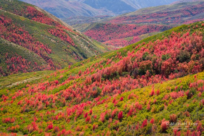 Maple-covered hillsides, Wasatch Mountains, UT, USA