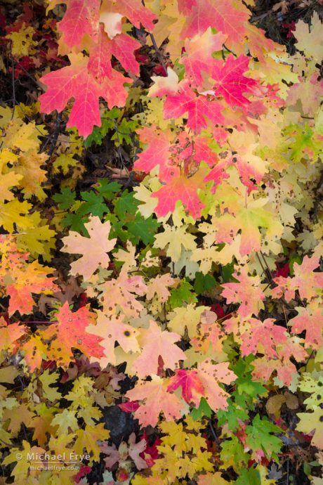 Bigtooth maple leaves, Utah, USA