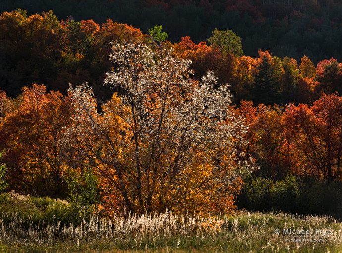 Backlit maples, Wasatch Mountains, UT, USA