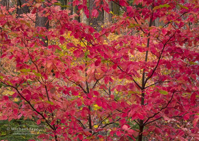 Red dogwood, autumn, Yosemite NP, CA, USA