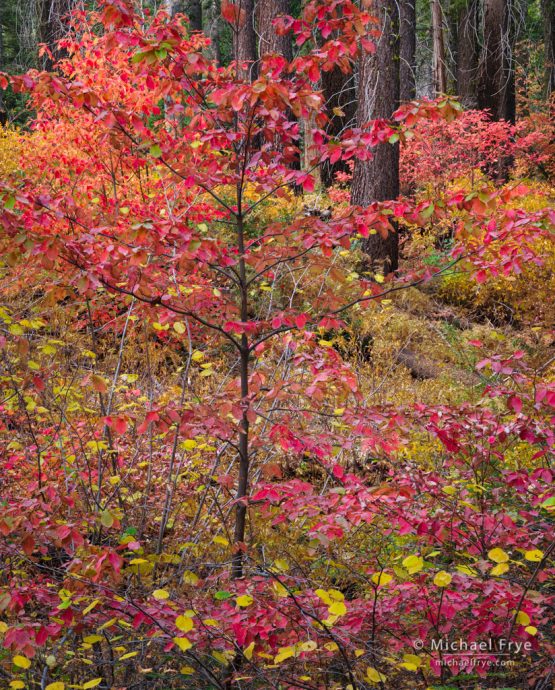 Dogwood and sugar pines, autumn, Yosemite NP, CA, USA