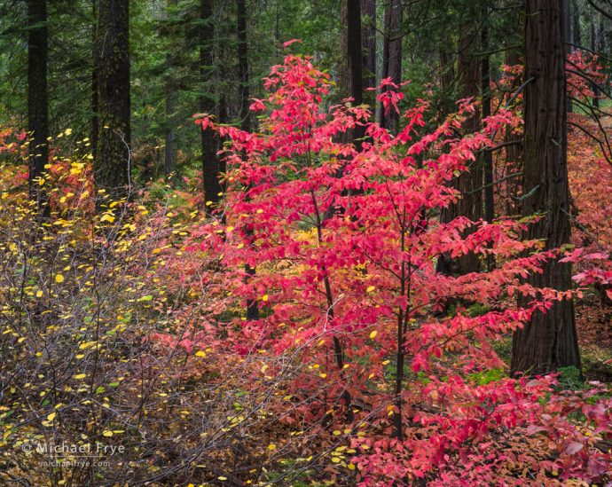 Autumn forest, Yosemite NP, CA, USA