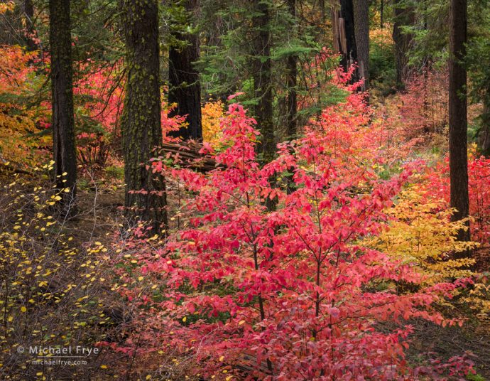 Dogwoods in autumn, Yosemite NP, CA, USA