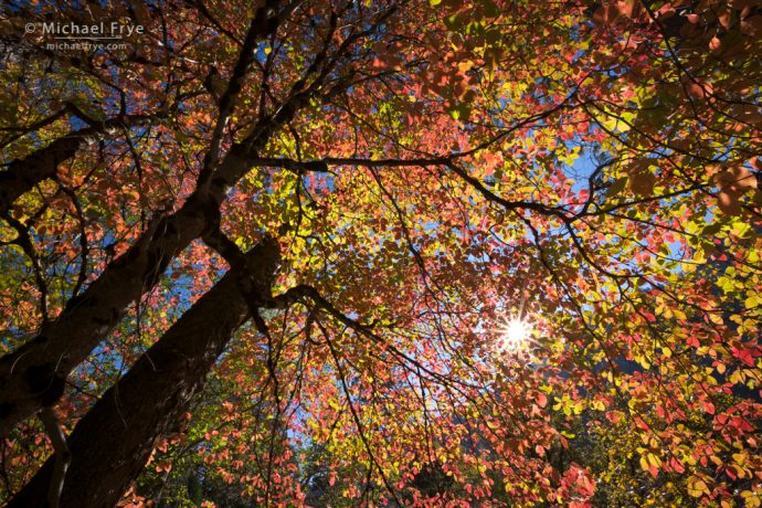 Sunlit dogwoods, autumn, Yosemite NP, CA, USA