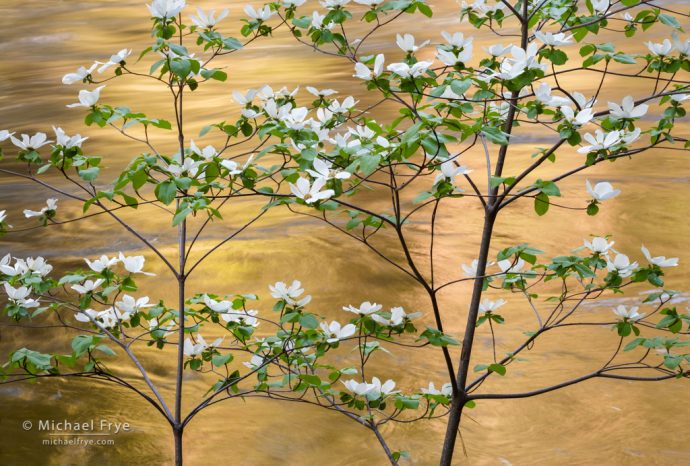 Dogwoods and reflections along the Merced River, Yosemite NP, CA, USA