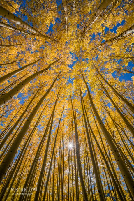 Autumn glow, Uncompahgre NF, CO, USA