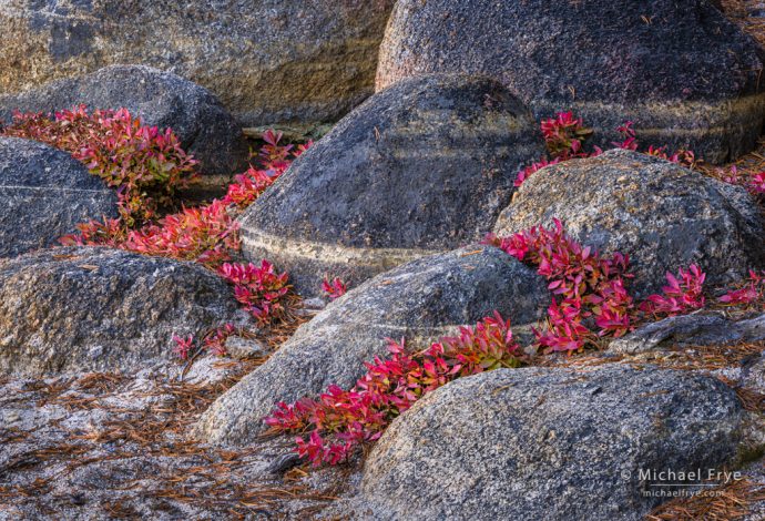 Blueberry leaves and granite boulders, Yosemite NP, CA, USA