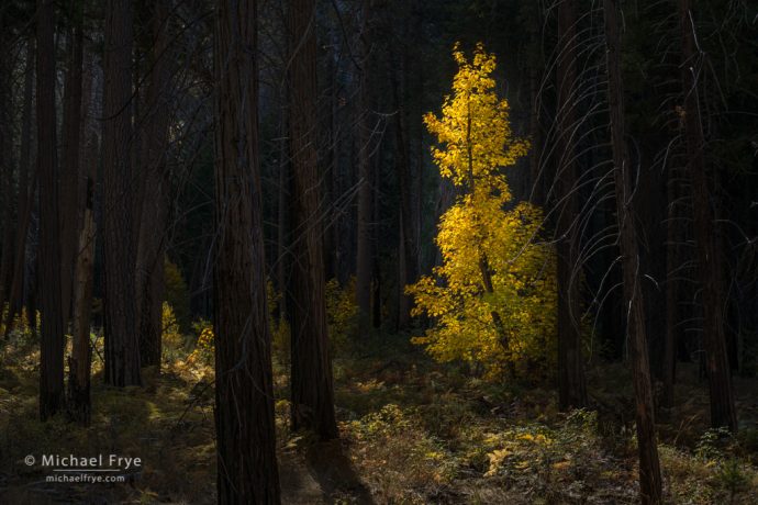 Big-leaf maple in a burned forest, Yosemite NP, CA, USA