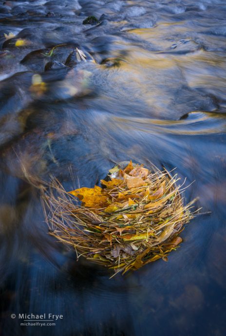 Leaf stack in the Merced River, Yosemite NP, CA, USA