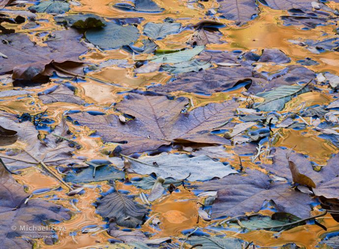 Leaves and reflections in the Merced River, Yosemite NP, CA, USA